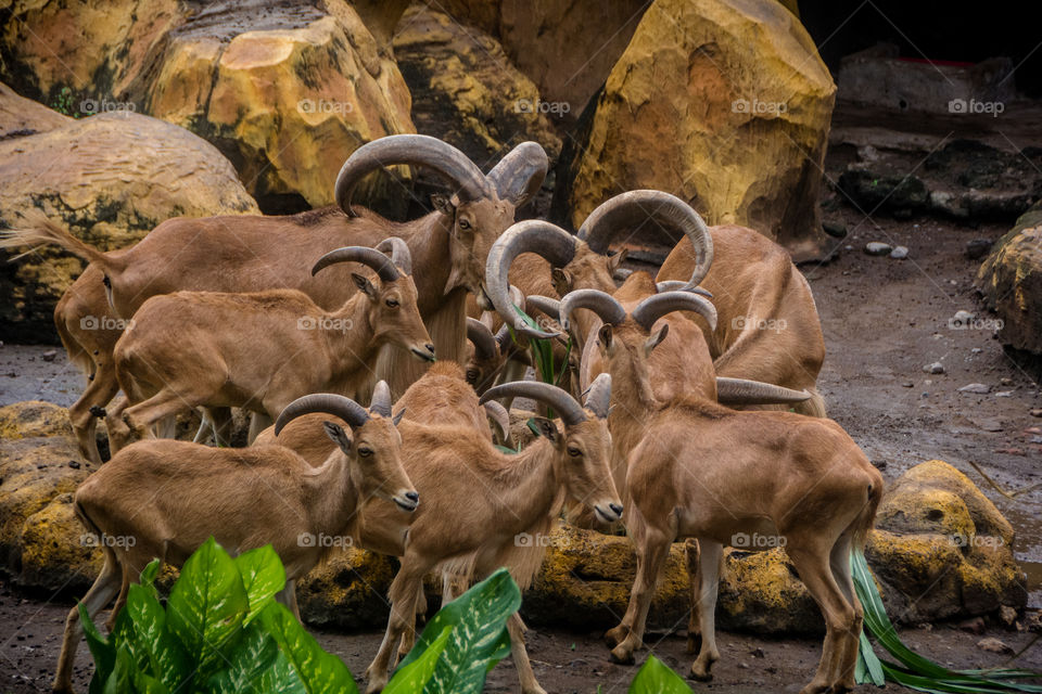 a bunch of sheep are gathering to eat