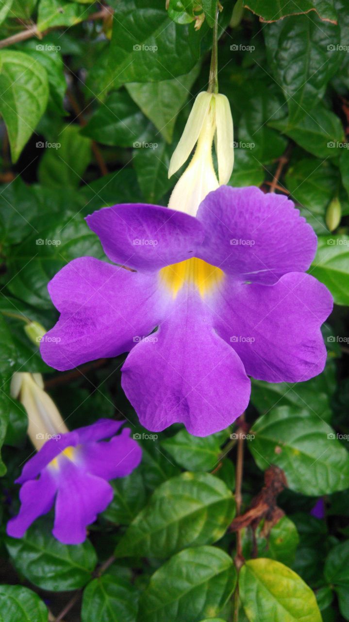 Flower lilac