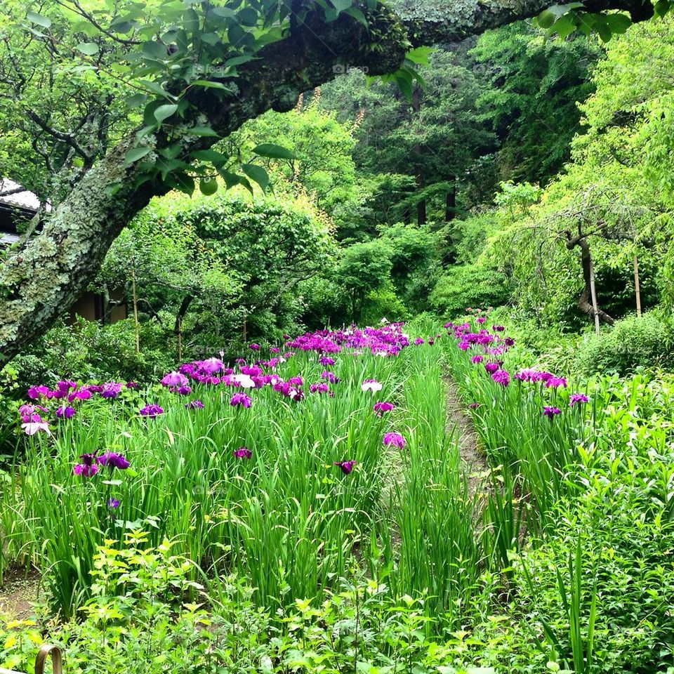 The Beautiful Garden