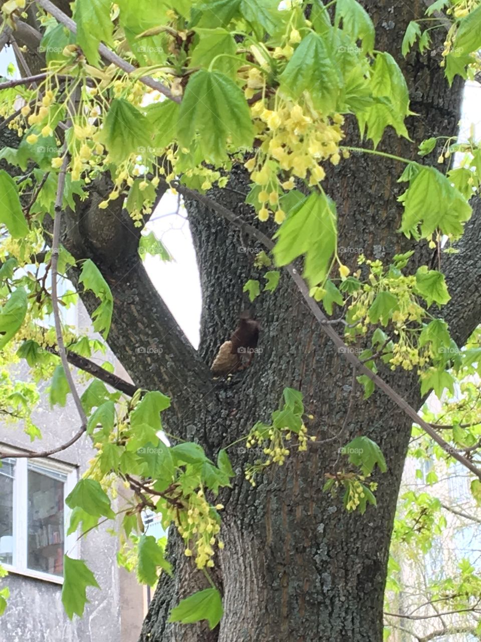 Squirrel eating a sandwich