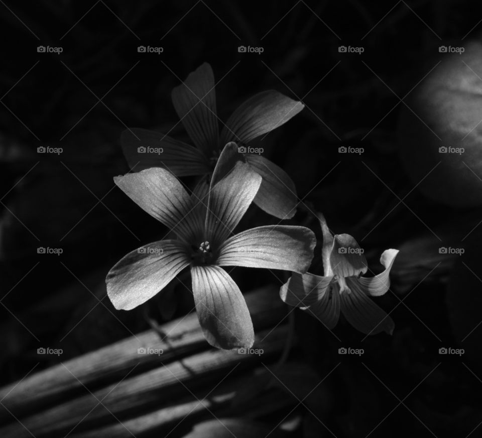 Small BW Flower