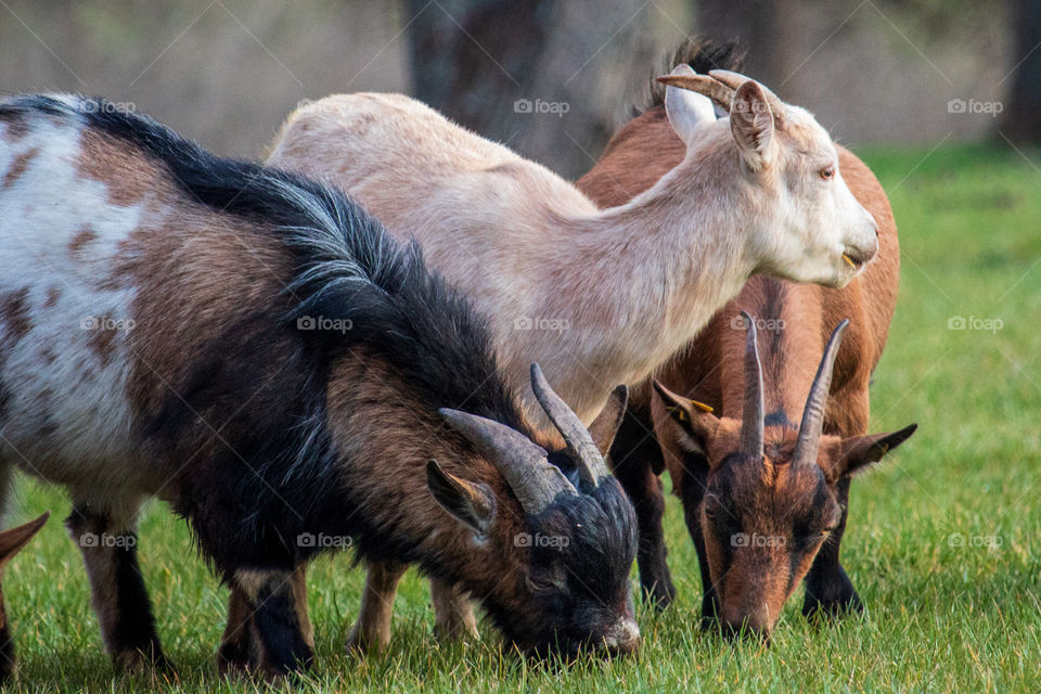 Goats at the grazed at the field