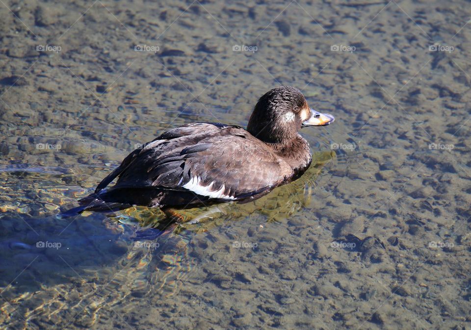 Duck swimming in lake