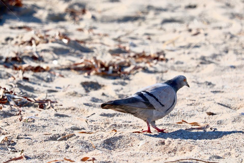 Pigeon pecking in the sand at beach closeup