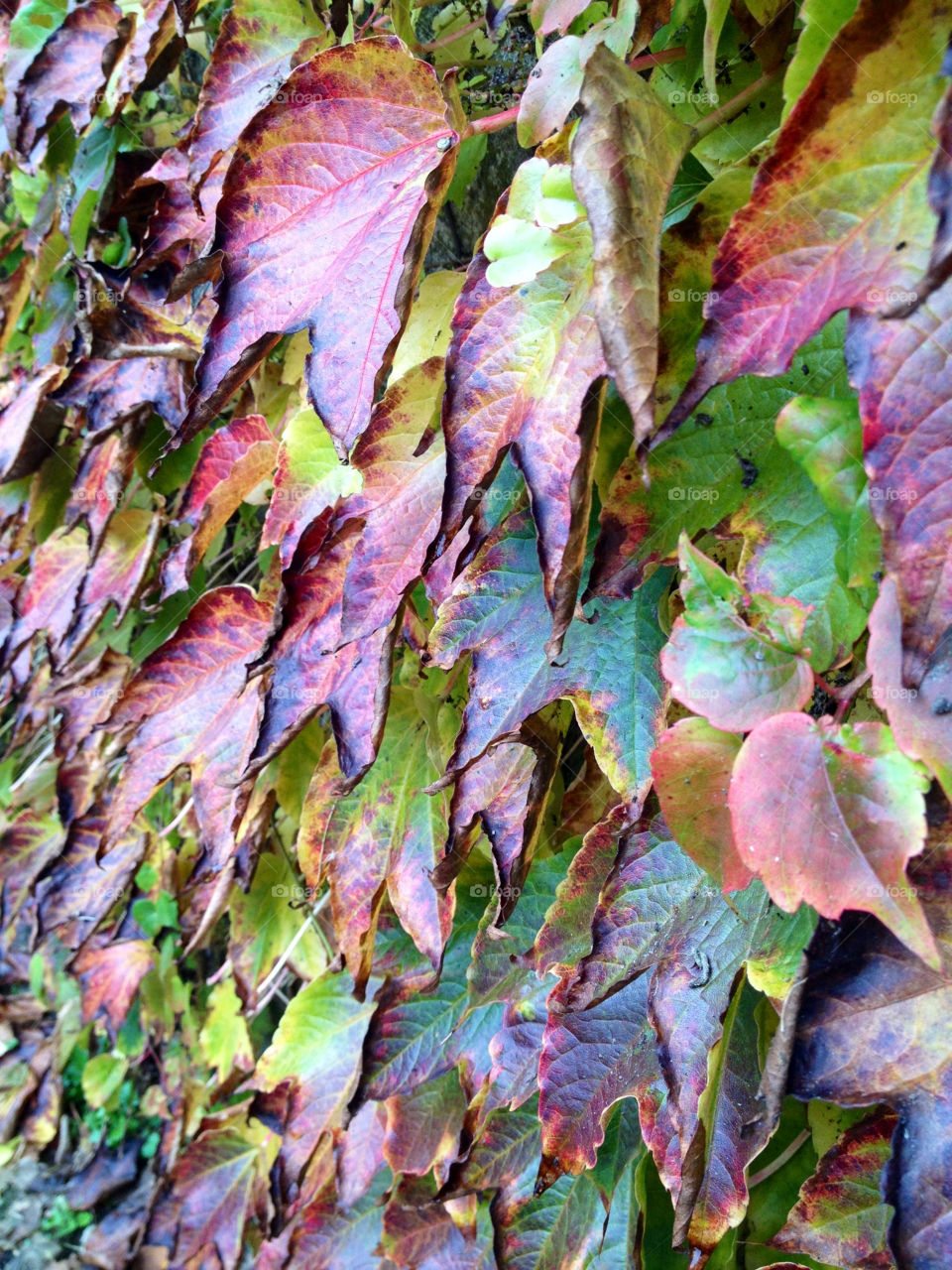 green yellow red leaf by bubu