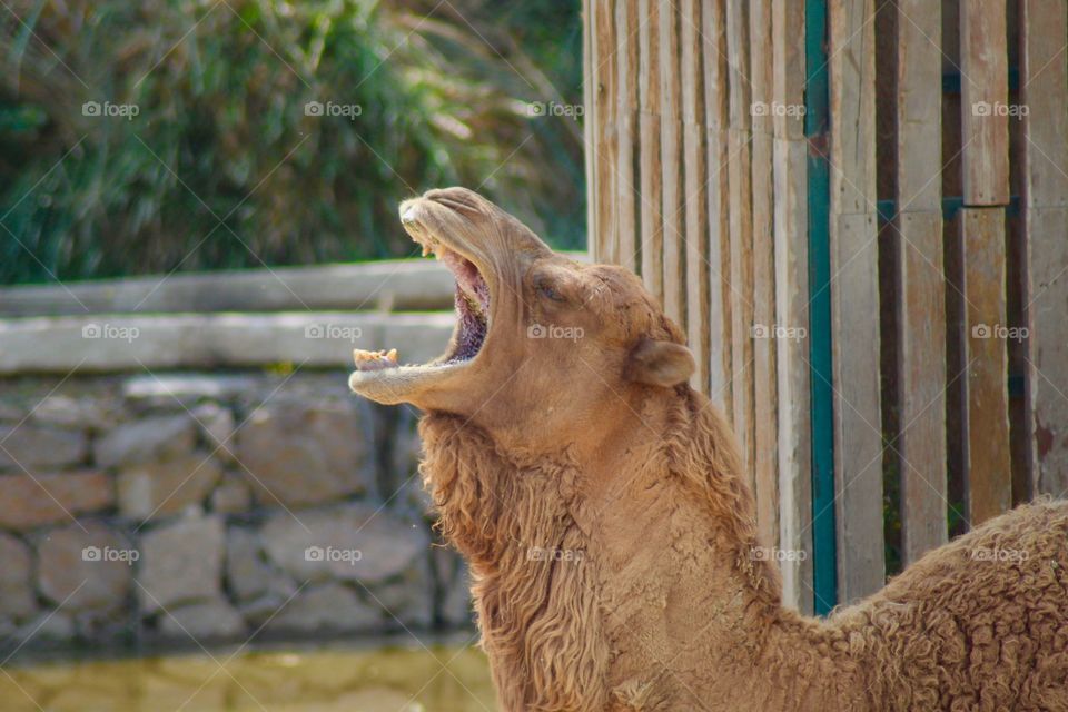 The Sleepy Camel