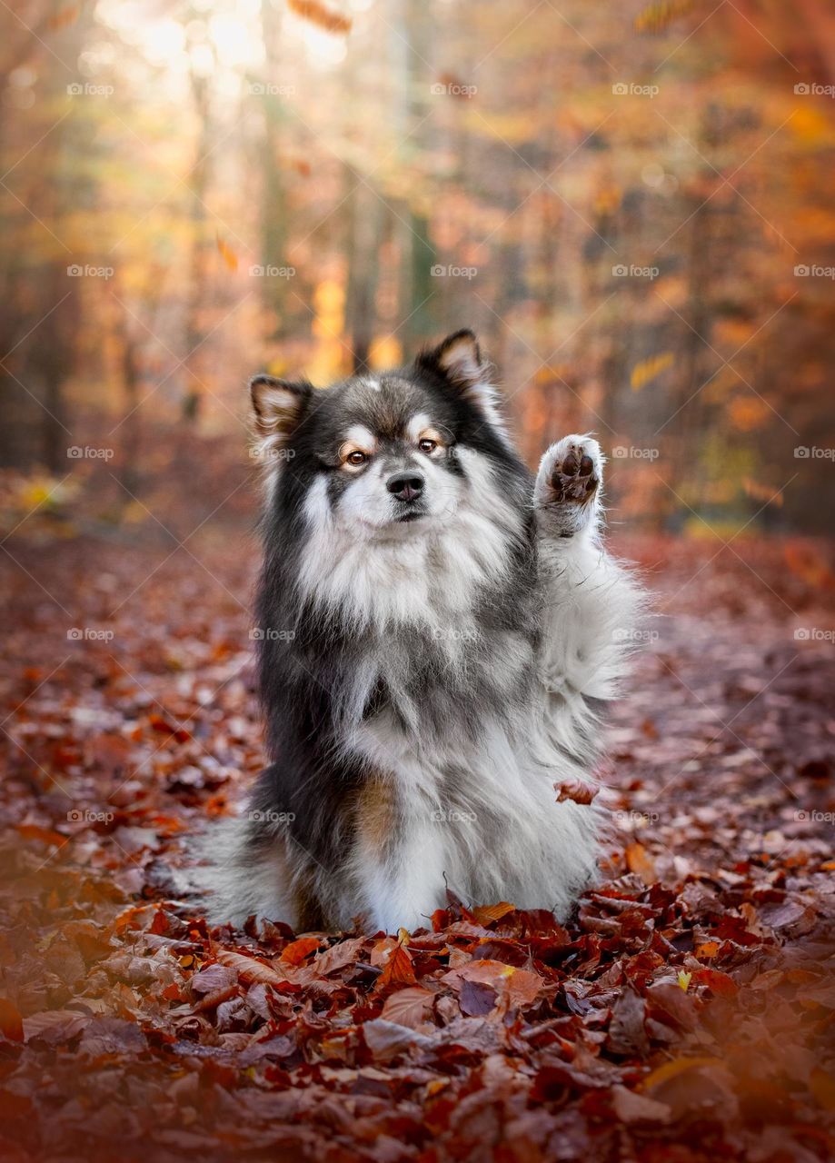 Portrait of Finnish Lapphund dog 