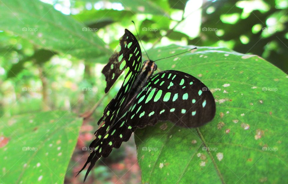 Tailed Jay(Graphium agamemnon)
