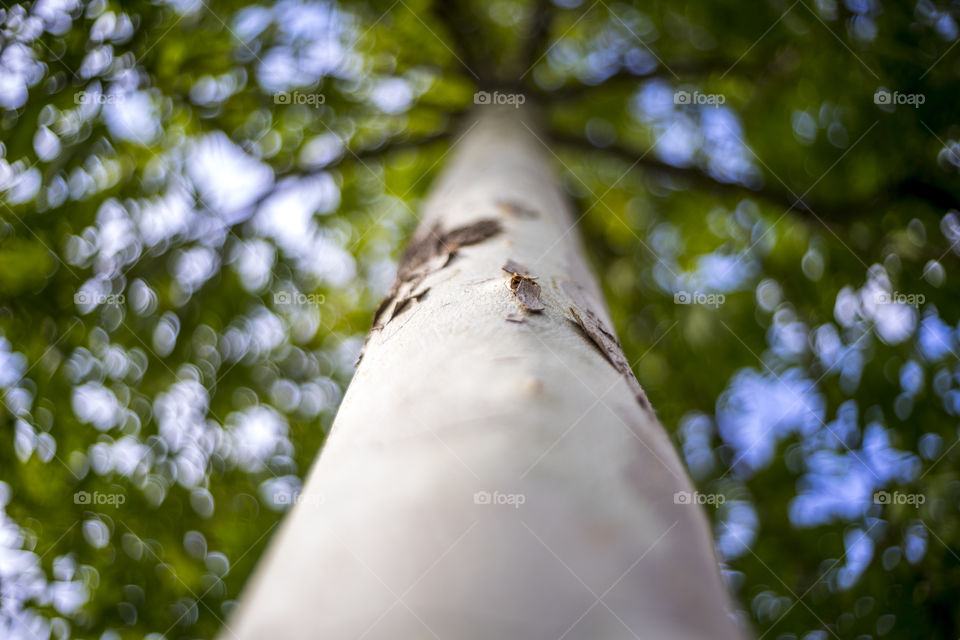 Close-up of tree trunk