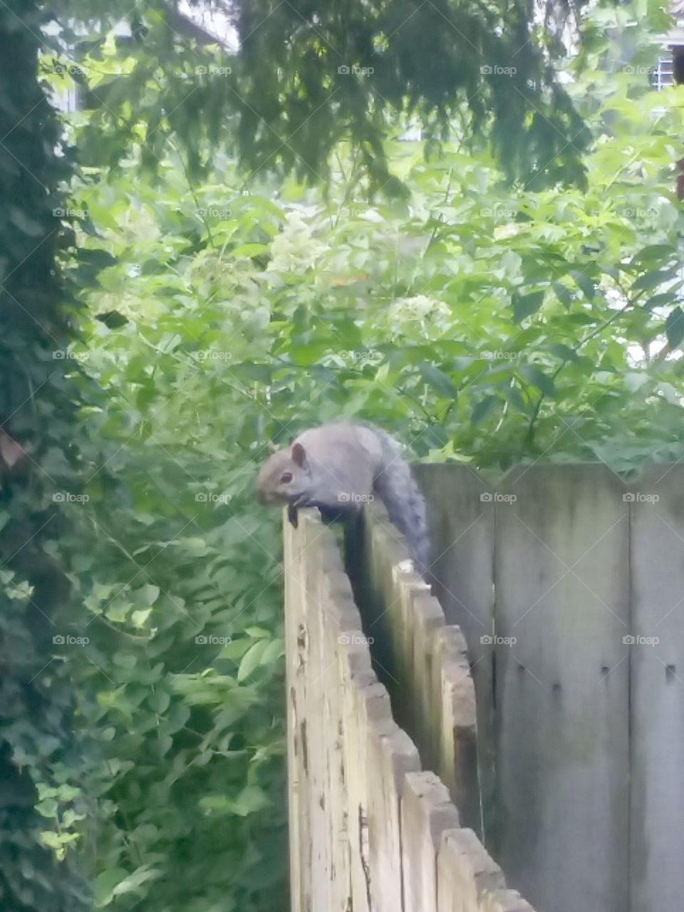 Squirrel eating on the wooden fence  