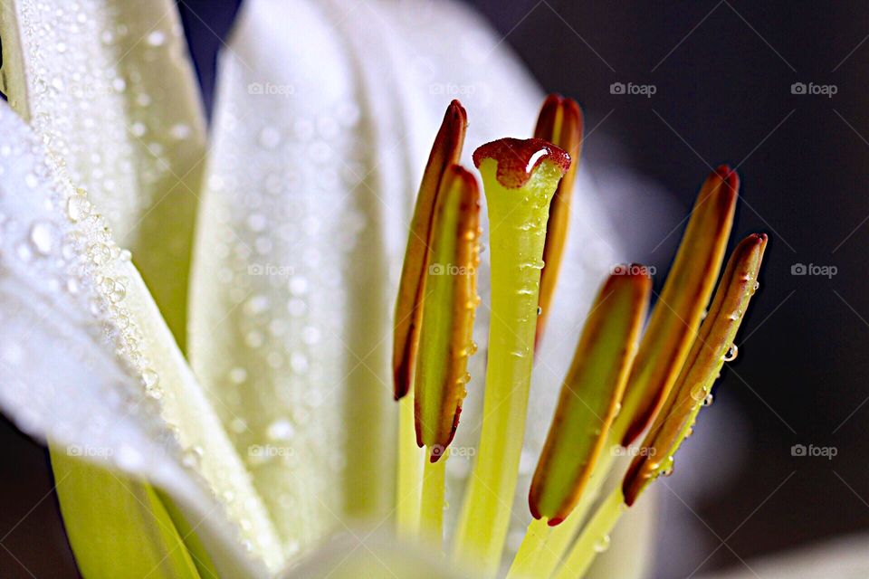 Close up the flower! 