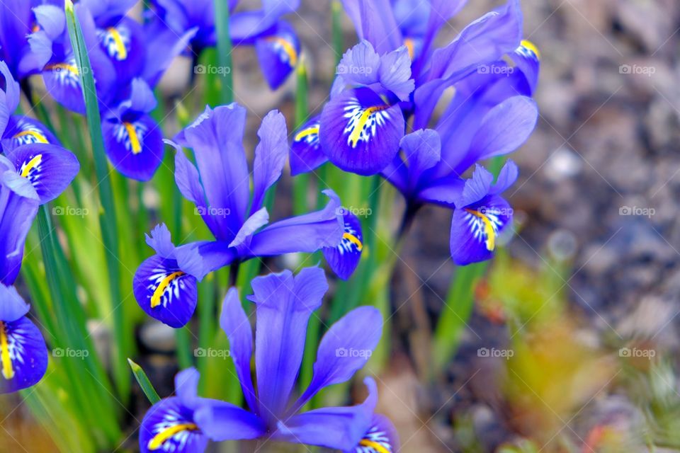 Blue flowers