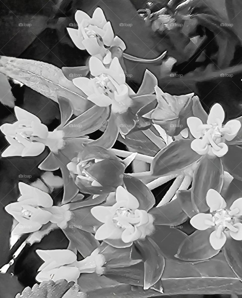 Floral black and white of the colorful asclepsias.  In monochrome, the elegance and contrast of light and shadow detail the shapes and textures.