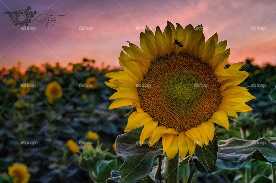 Fly on sunflower