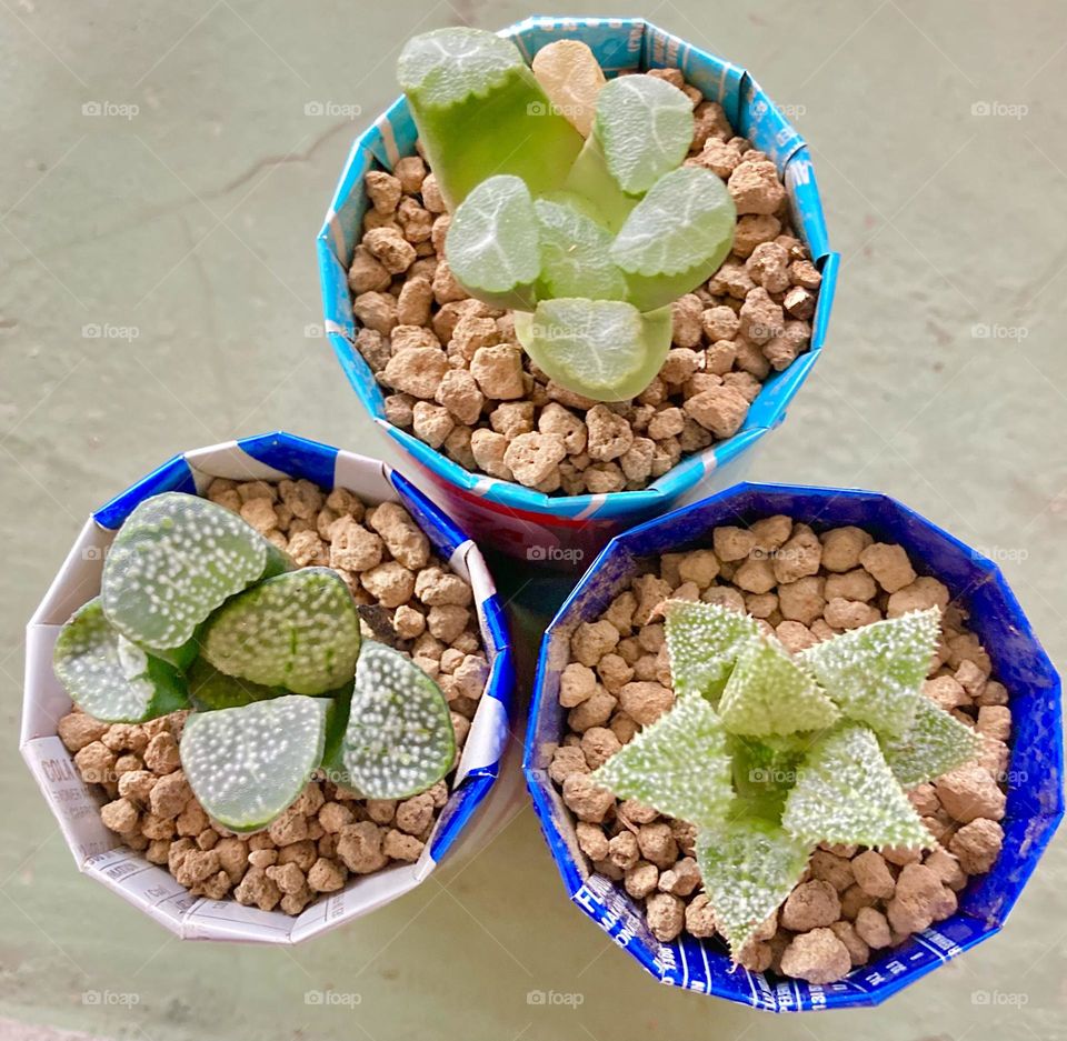 DIY and Crafts: handmade planter pots by cutting and reusing old cola cans for growing succulents Haworthia