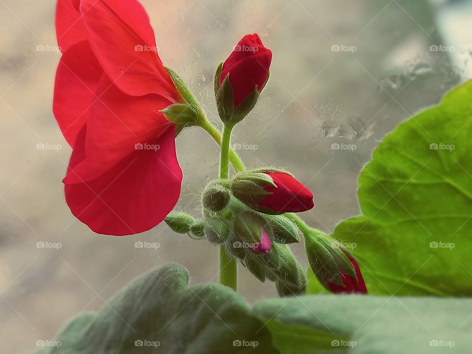 red pelargonium buds