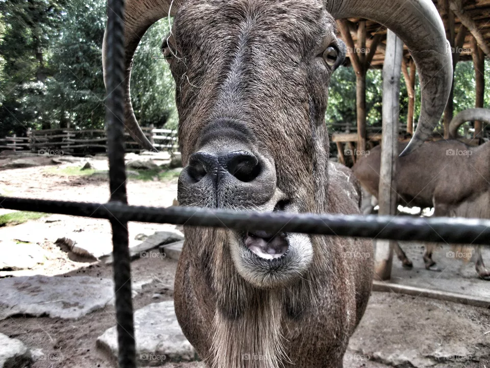 Animal