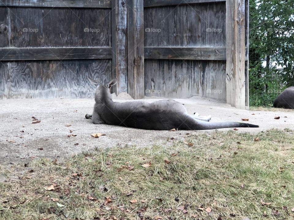 Resting Kangaroo 