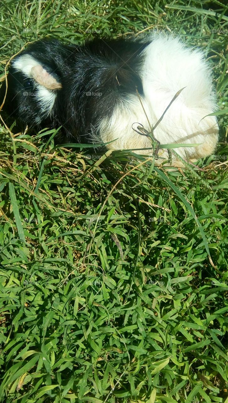 Guinea Pig i