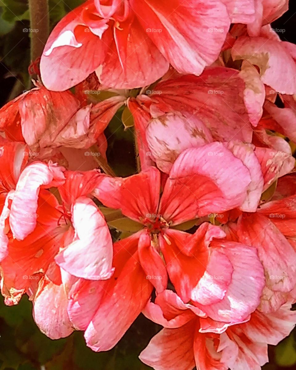 Garden Geranium