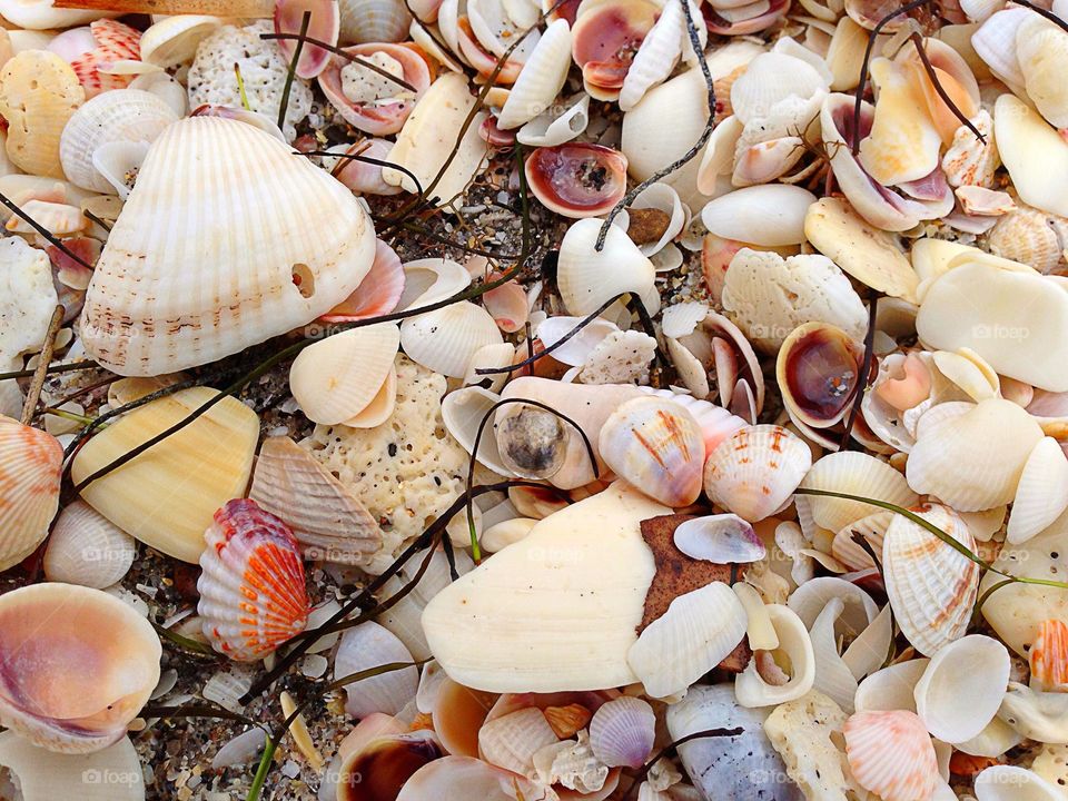 Seashells on the beach.