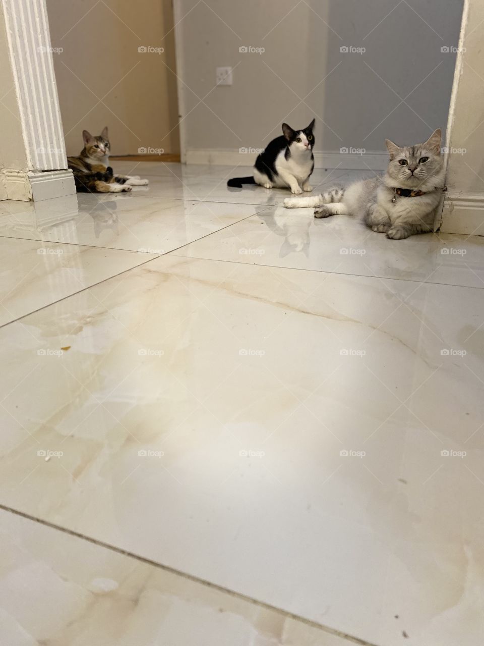  Beautiful cat’s 🐈‍⬛