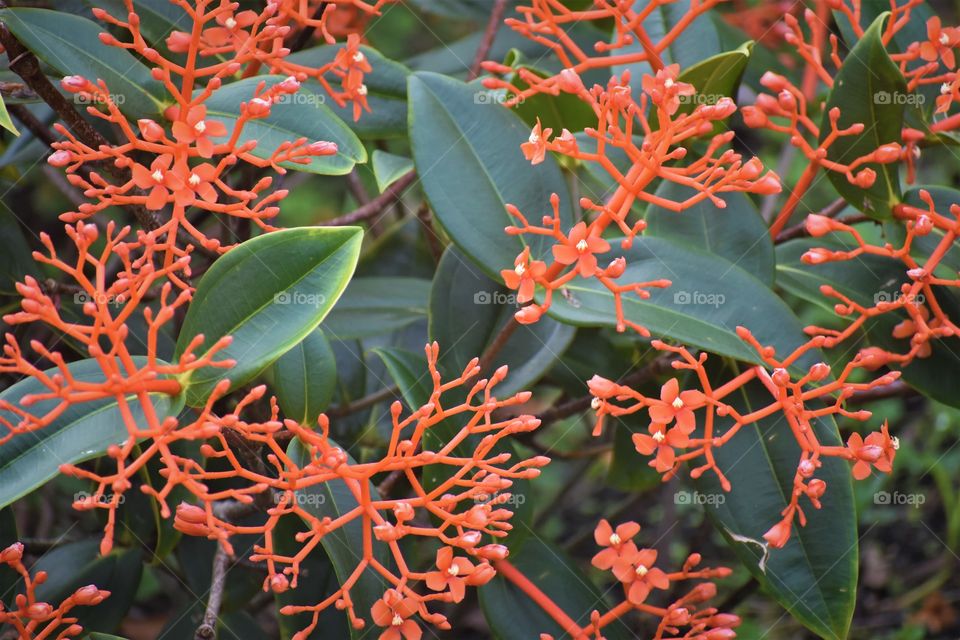 Foliage with Orangish red stems with tiny flowers with white at the centers