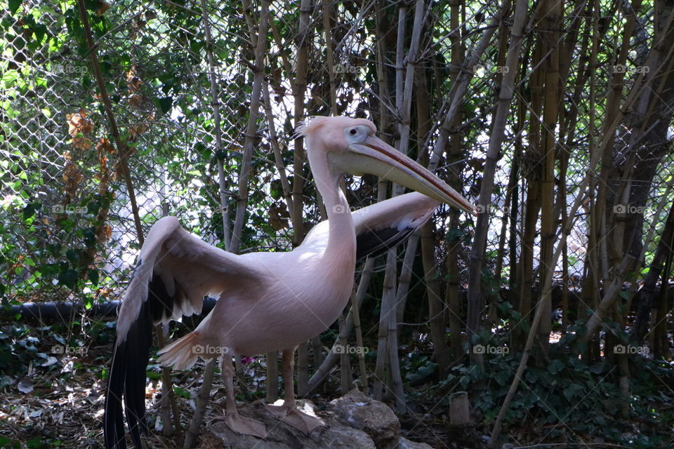 Pink pelicans at the zoo of Haifa.
