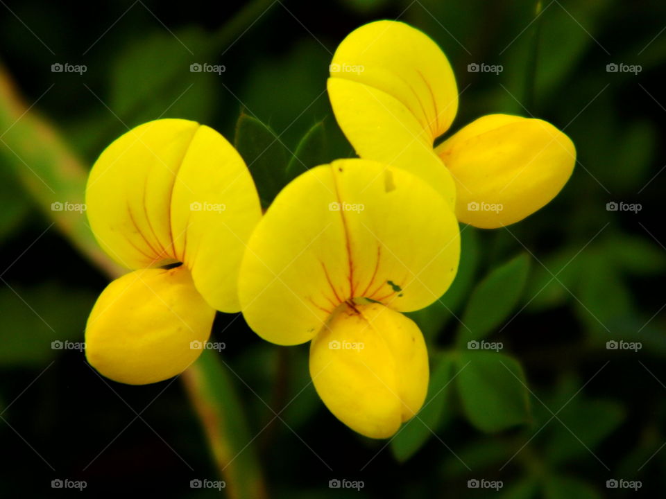 wonderful flower in nature