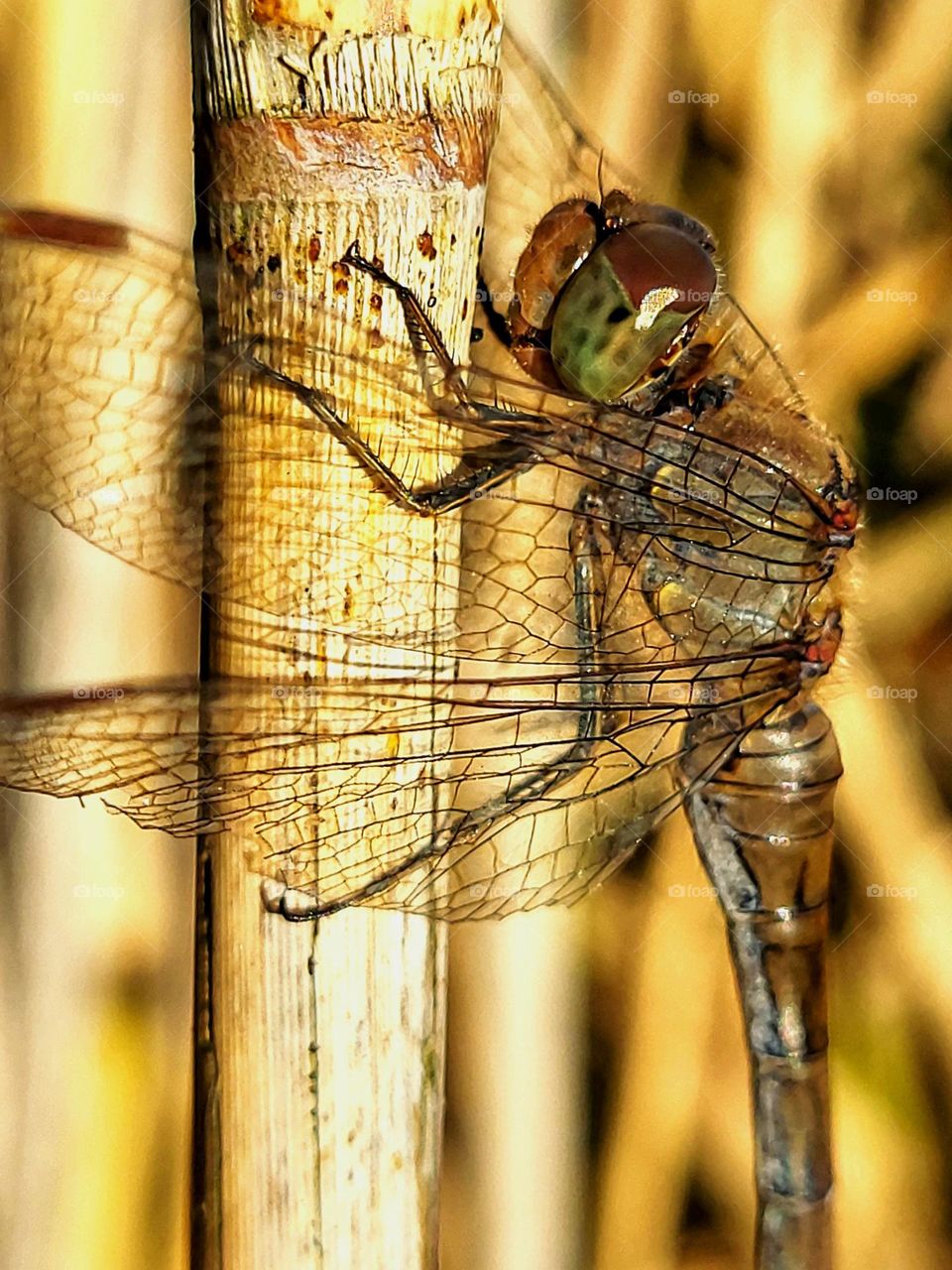 A beautiful dragonfly in the colors of autumn 💛🤎🧡