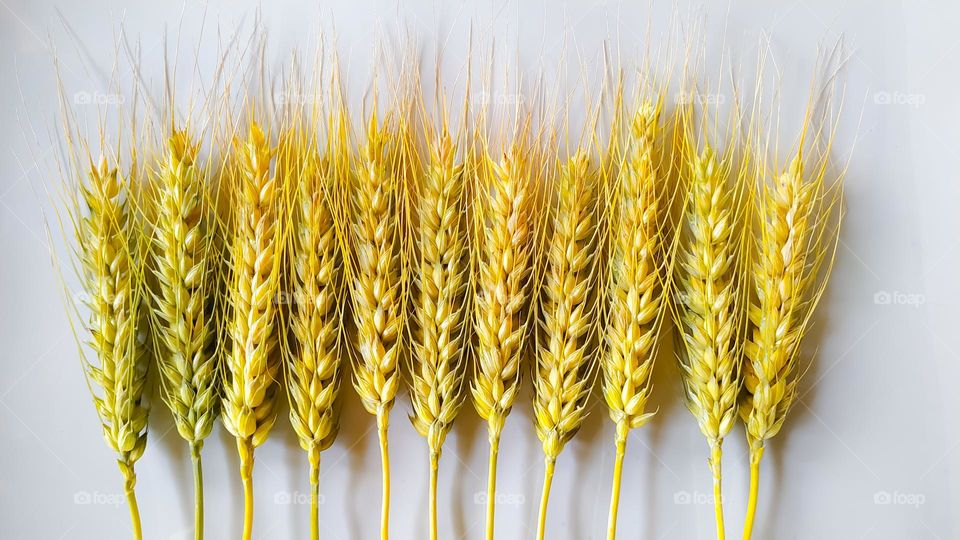 Selected of wheat ears or heads isolated on white background. set with clipping path. perfect grains