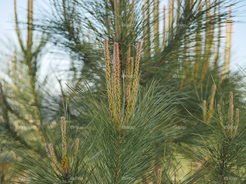 Spring trees