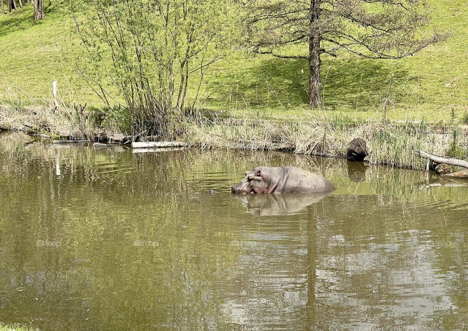 Hippopotamus in the water 