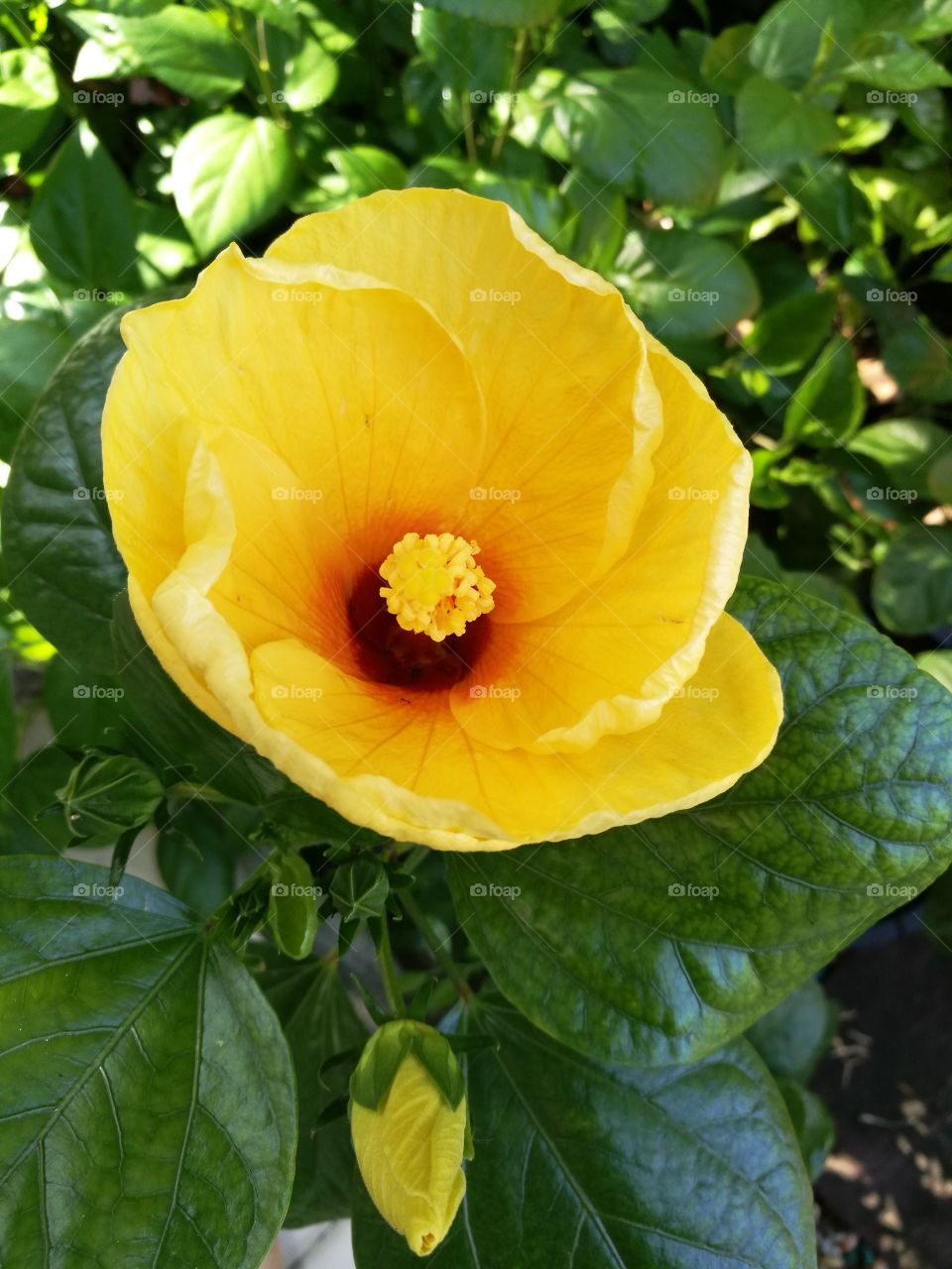 closeup of yellow hibiscus with green leaves.