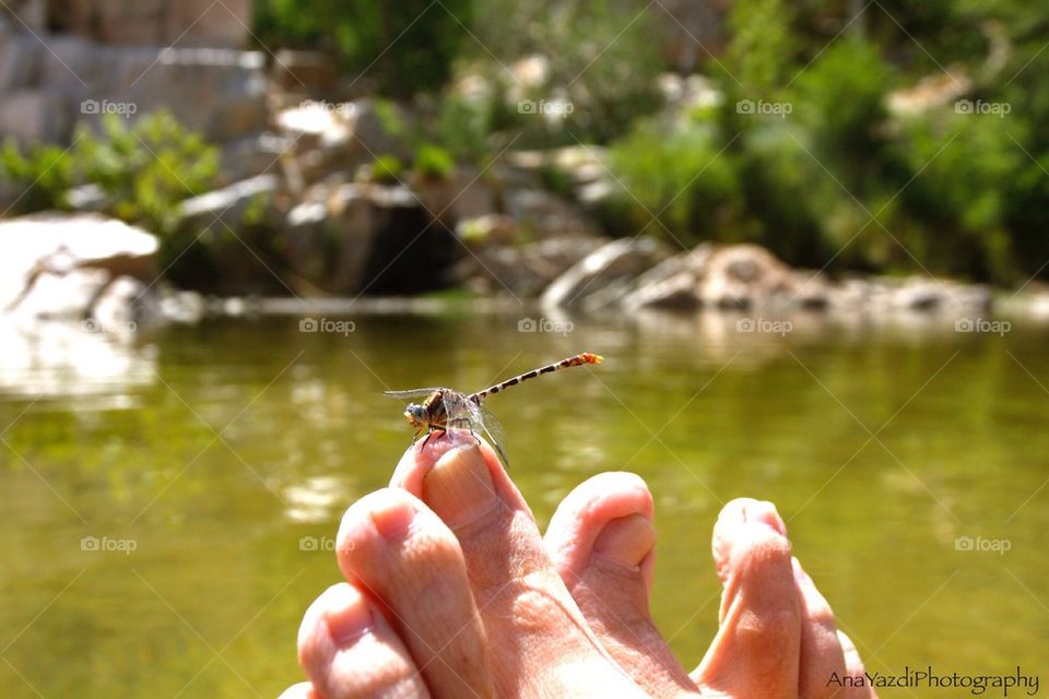 Dragonfly