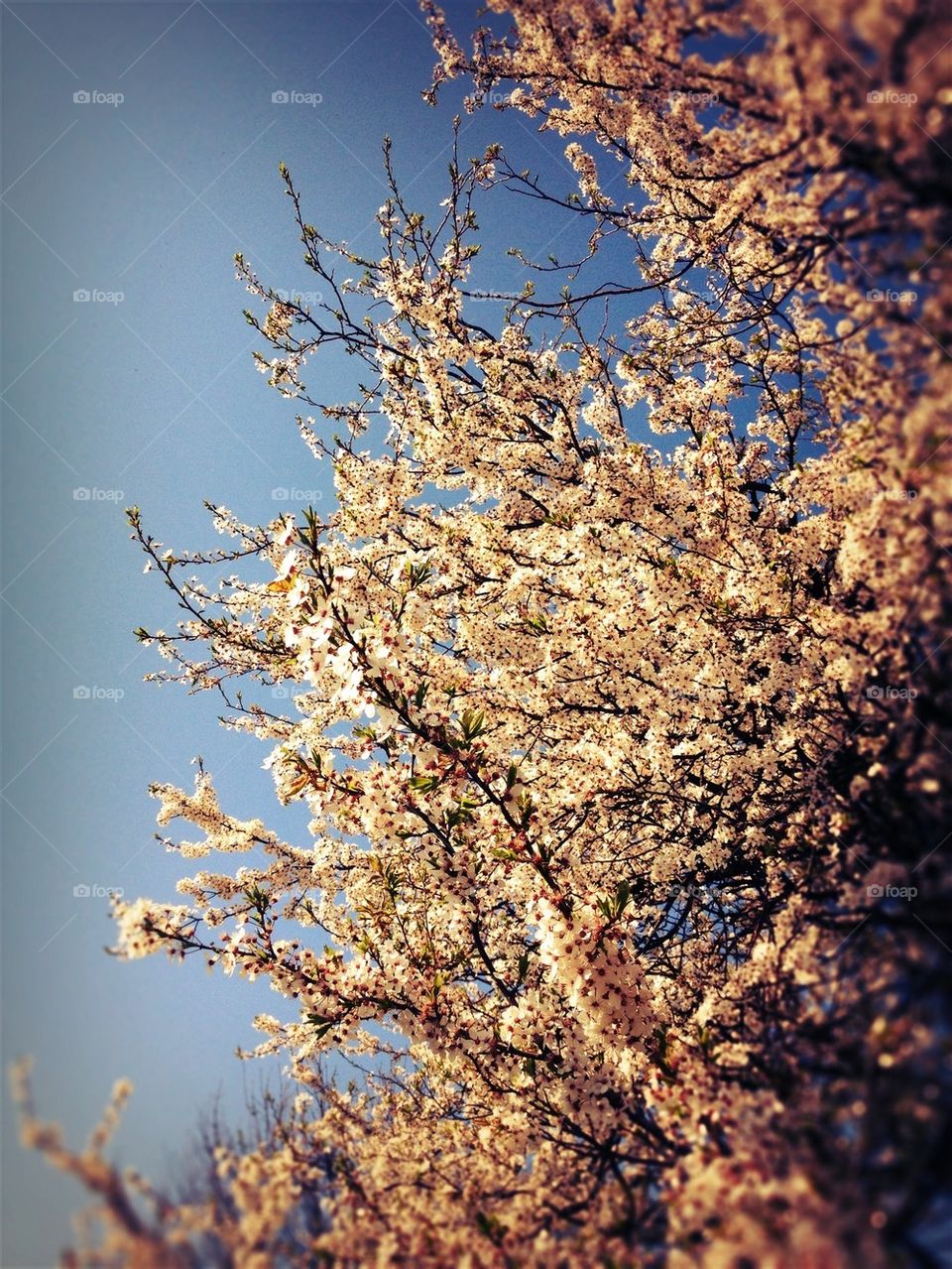 Spring tree