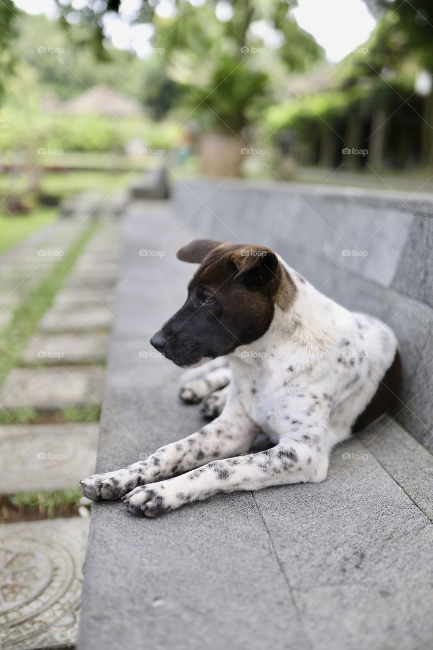 Stray dog in the streets near a water temple in Bali, Indonesia. In this area, strays that carry mange and rabies are everywhere, so it is recommended you do not pet the animals!