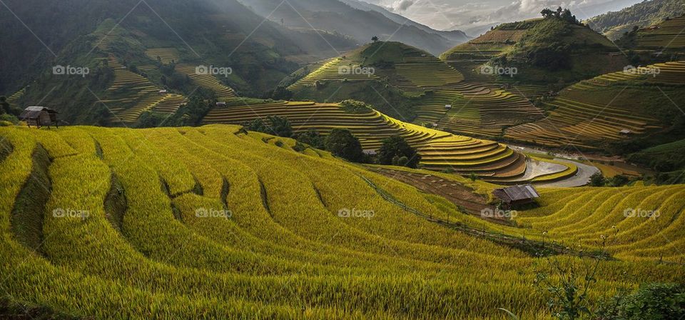 Rice terrace in mu cang chai,Vietnam