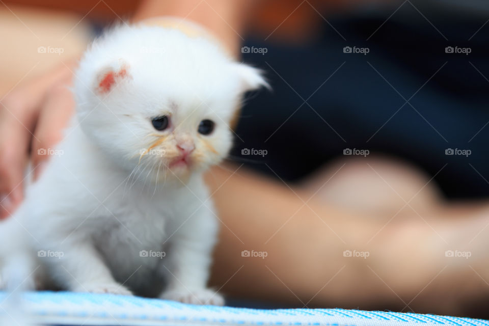 Cute, Portrait, Baby, Cat, Little