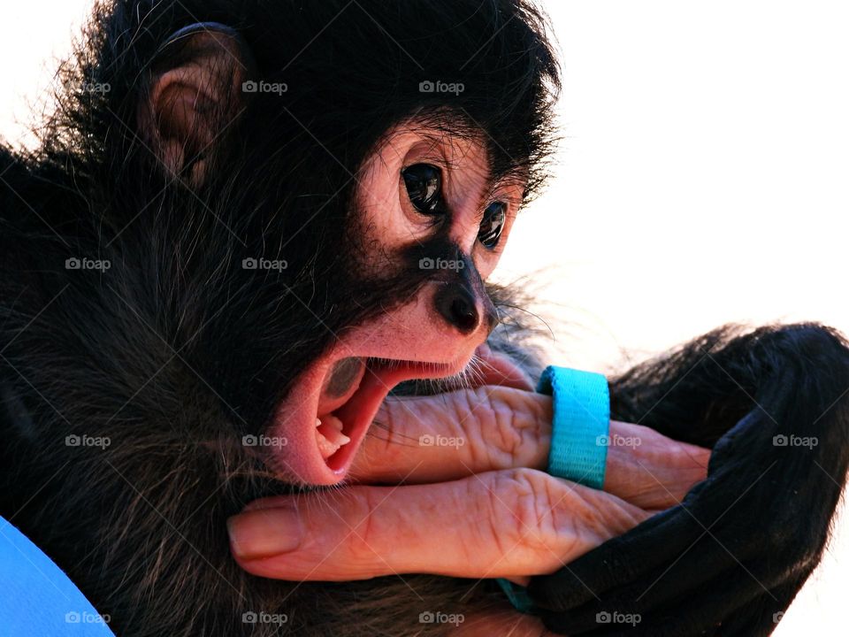 Unusual sus-pets! A cute Spider Monkey enjoys playing. Cuddly, affectionate, unique and exotic companions