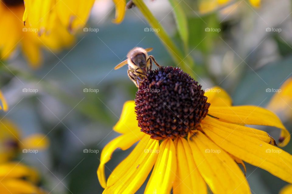 bee