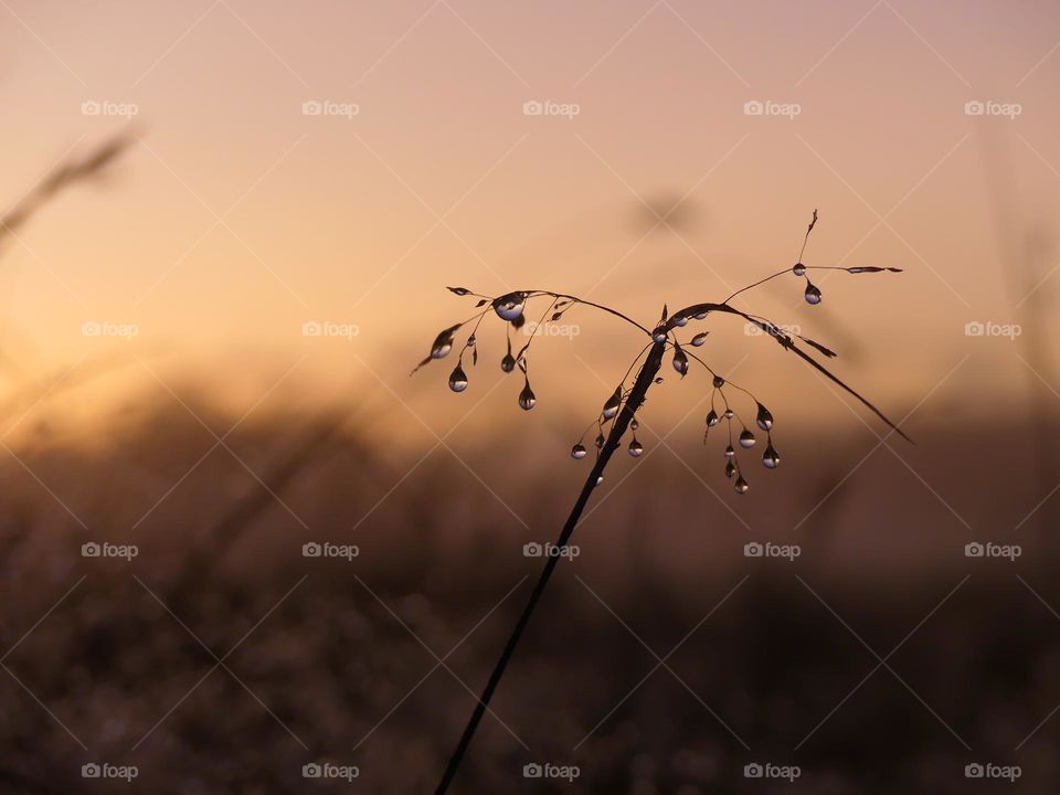 raindrops on grasstraw