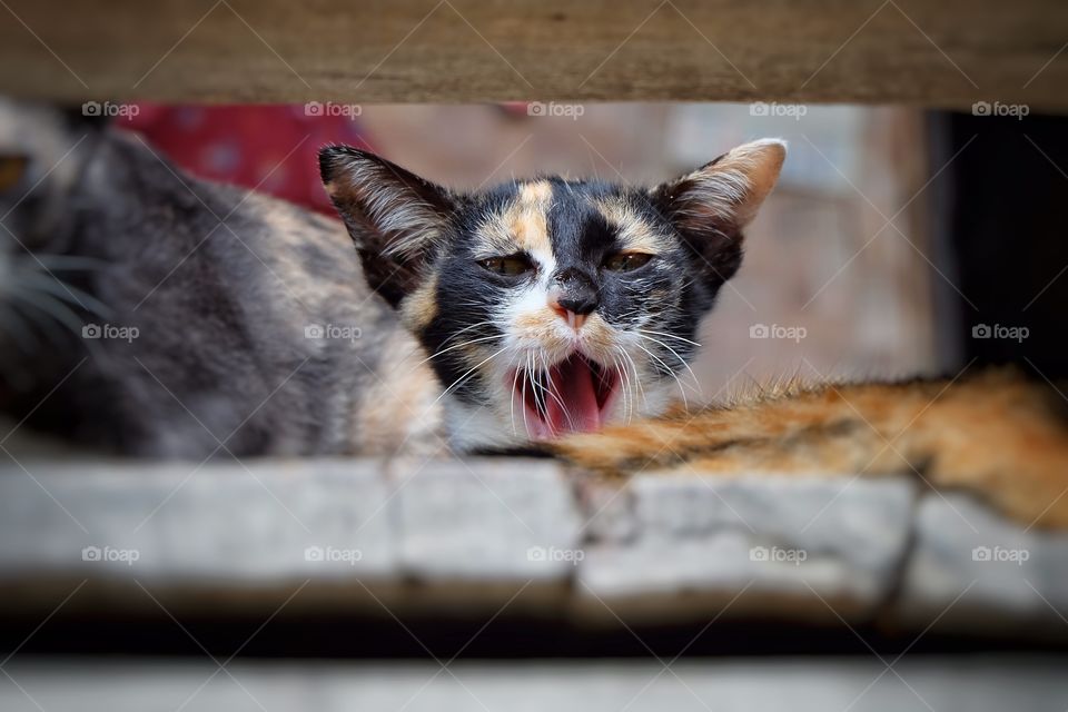 Close-up of kitten with mouth open