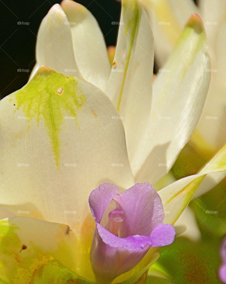 Beautiful Flowers 