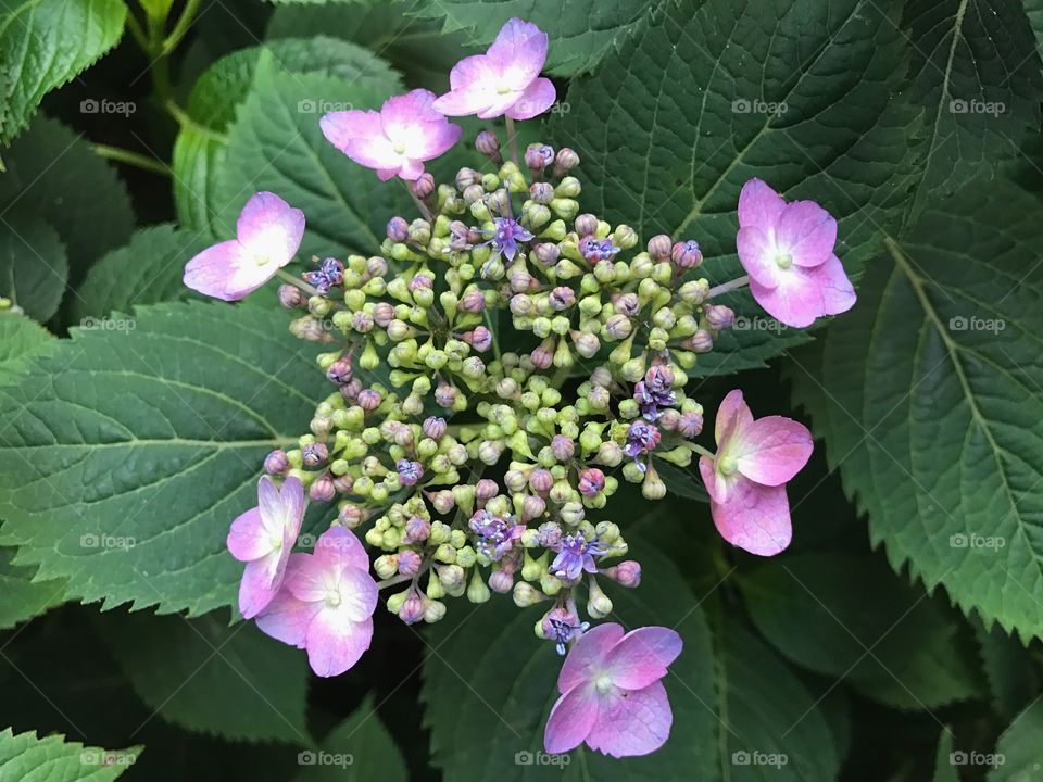 Blooming flowers