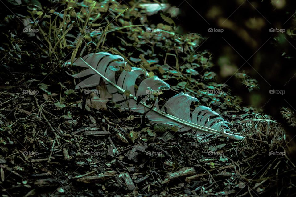 fallen feather in the grass