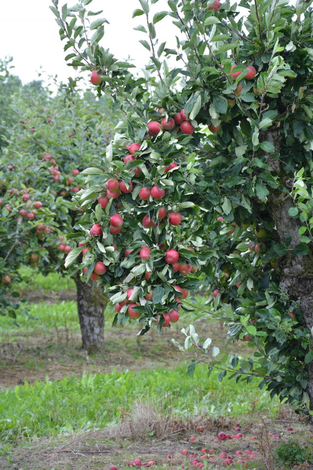 apple orchard