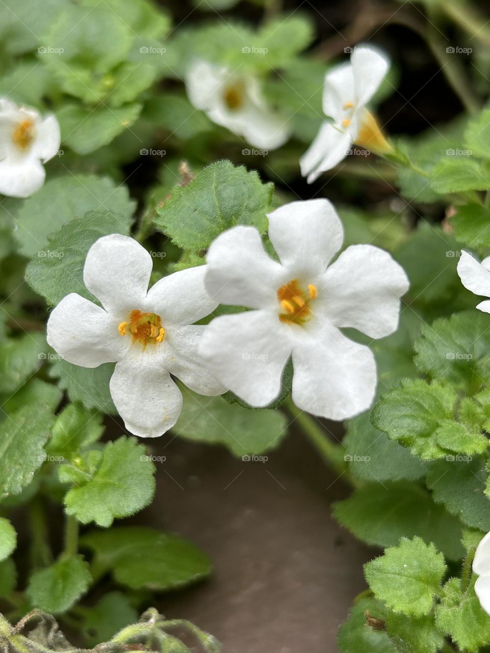 Sutera cor data Snowflake flowers
