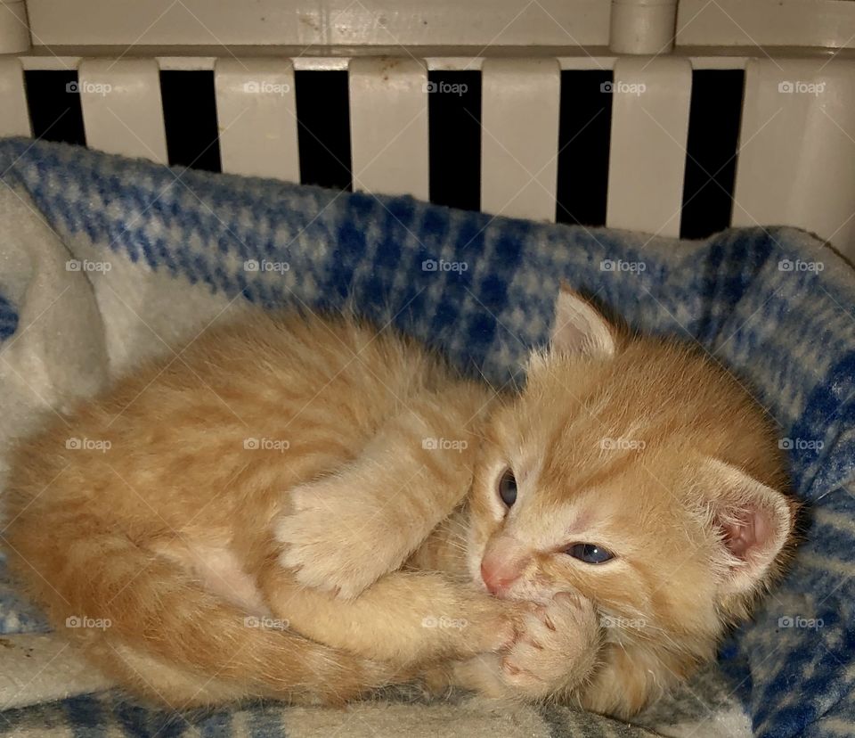 Theodore, a foster kitten. 