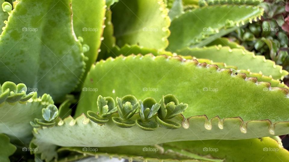 Mother of Thousands (or Millions) Kalanchoe